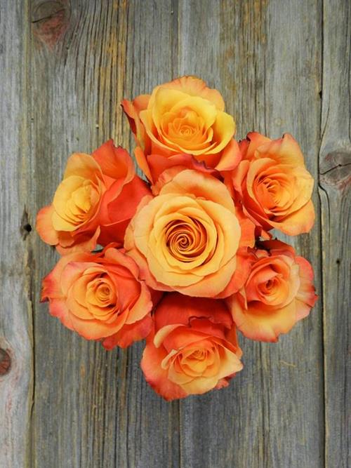 LUMIA  ORANGE ROSES